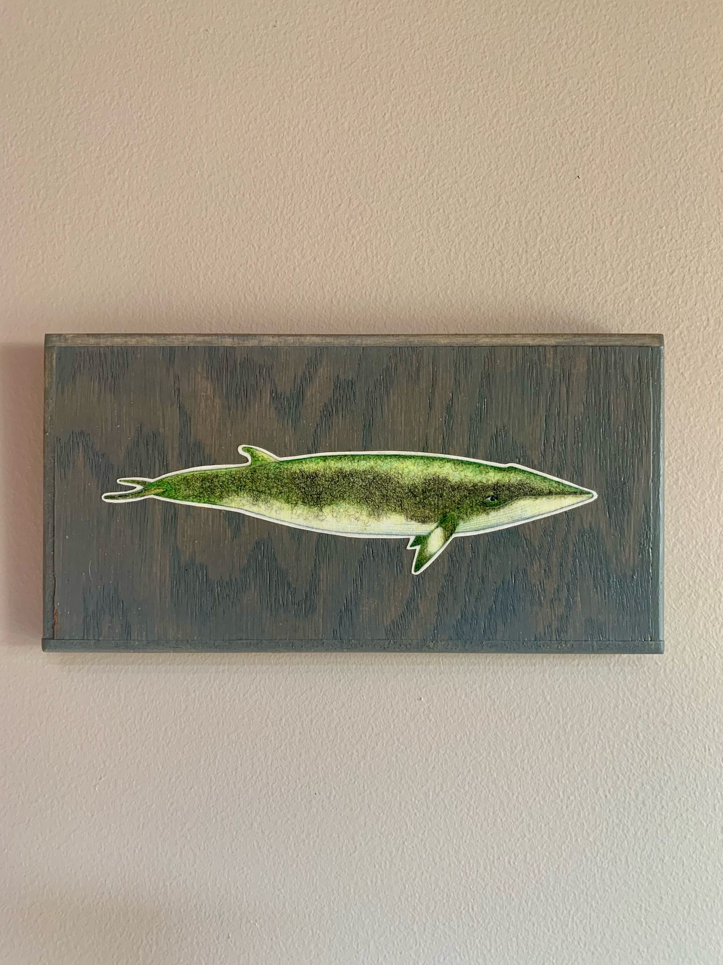 Minke Whale
