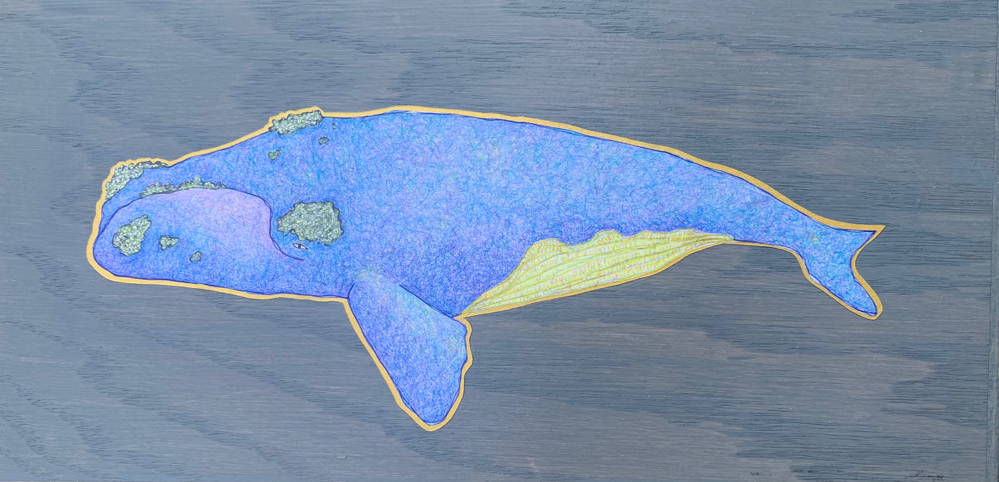 North Atlantic Right Whale