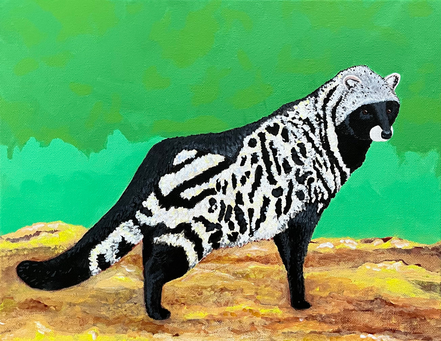 African Civet