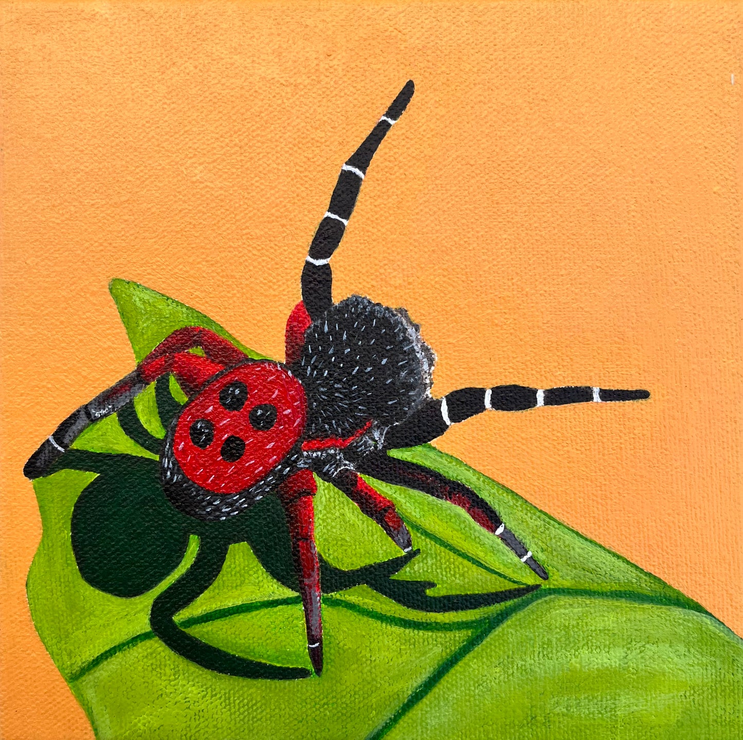 Ladybug Spider