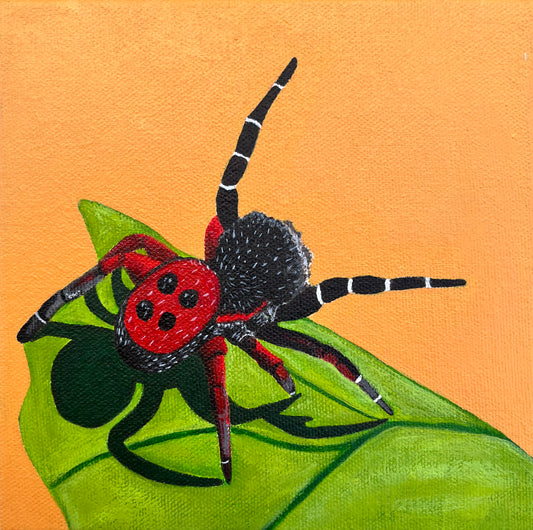 Ladybug Spider