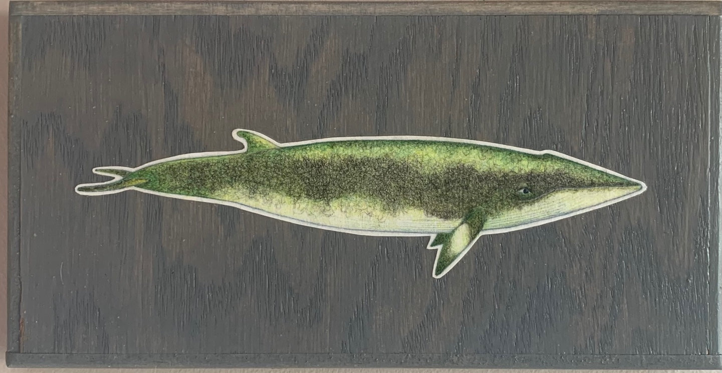 Minke Whale