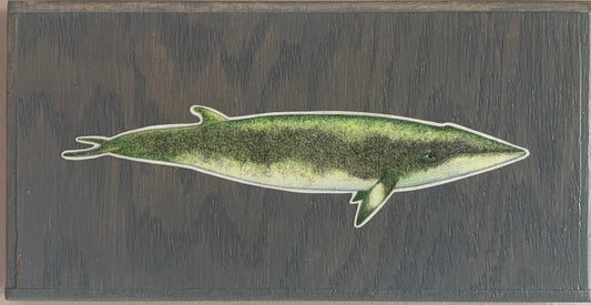 Minke Whale